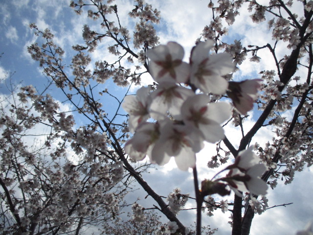 http://www.nakashibetsu-airport.jp/tisimazakura.JPG